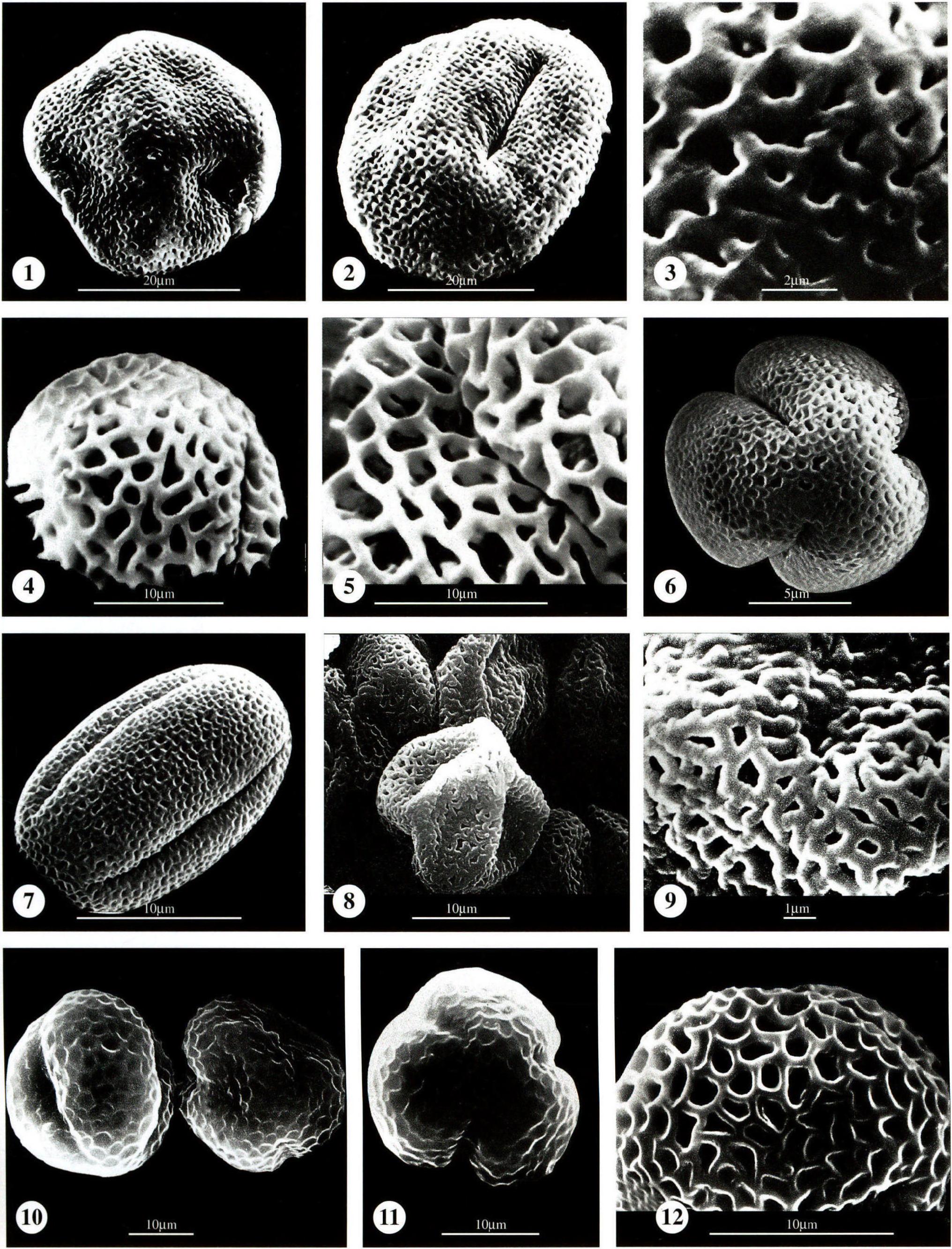 图版97 木犀科 Oleaceae；茜草科 Rubiaceae